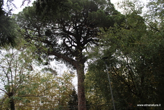 Pino di Pedara
